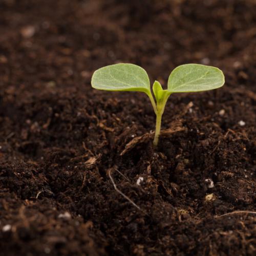 Compost en vrac